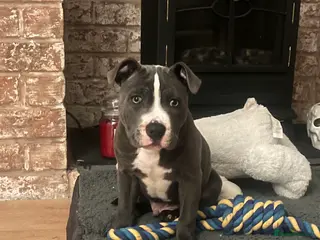 Staffordshire Bull Terrier dogs Blue Staffy for Sale Boy - Advert 1