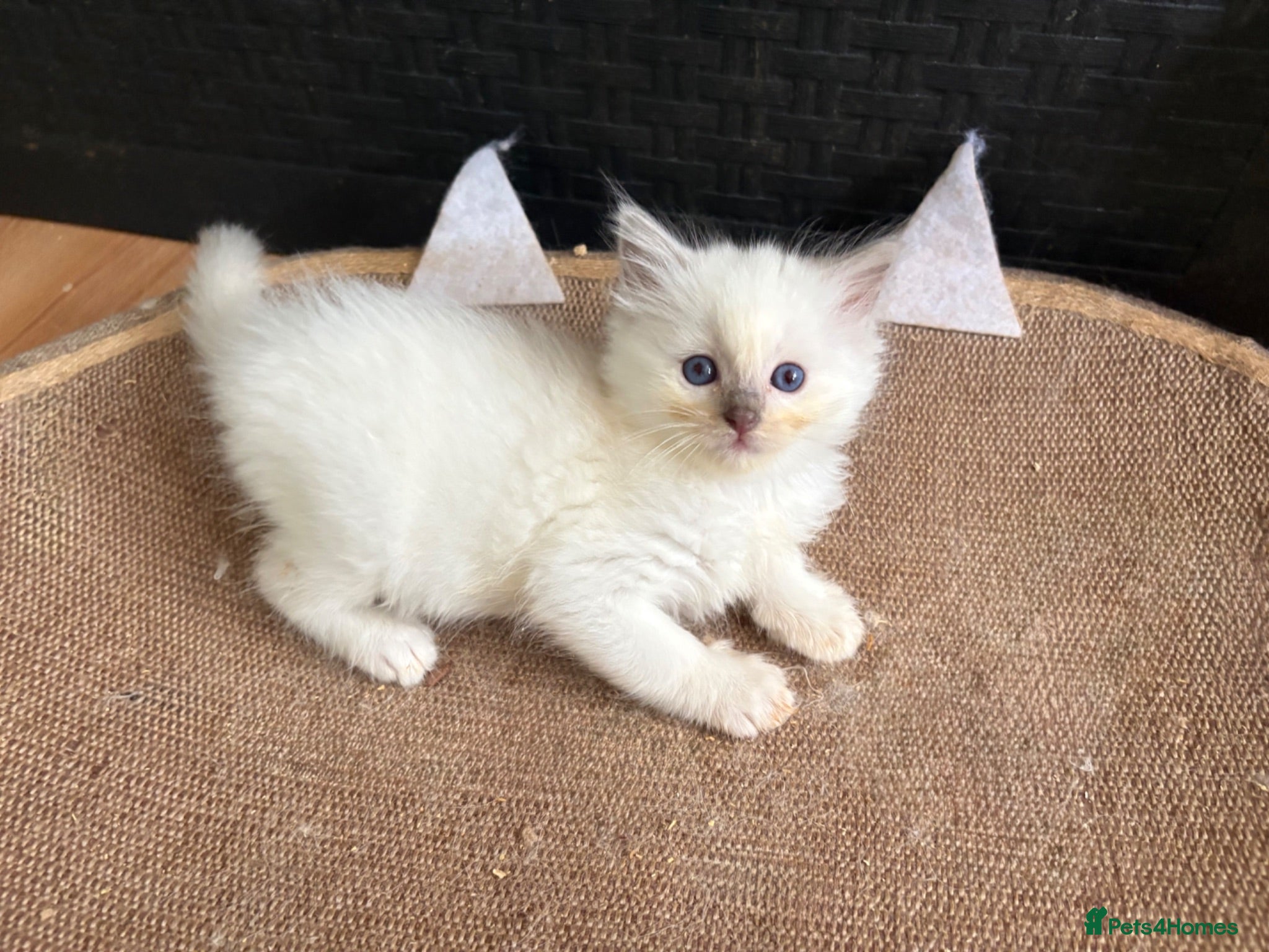 Ragdoll cats Beautiful ragdolls  - Advert 15