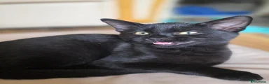Domestic Shorthair 1