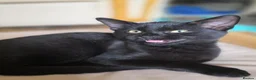 Domestic Shorthair cats for sale: 3 Domestic short-haired kittens  - Advert 11