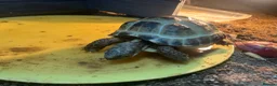 Tortoise reptiles for sale: Horsefield Tortoise for sale  in Bury - Advert 3
