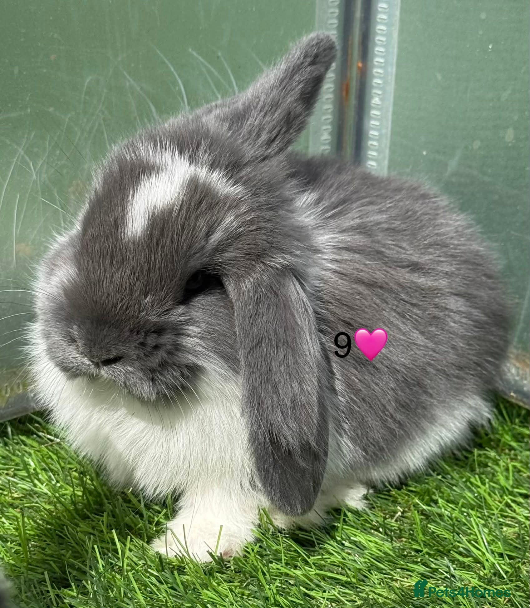 French Lop rabbits French lops - Advert 1