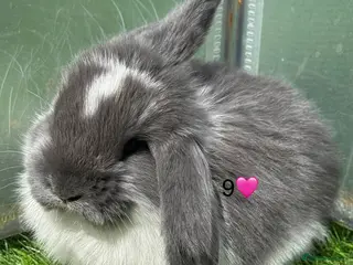 French Lop rabbits French lops - Advert 1