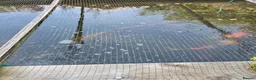 Koi Carp fish for sale: KioCarp  in Corby - Advert 8