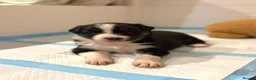 Border Collie dogs for sale: KC registered sport puppies - Advert 12