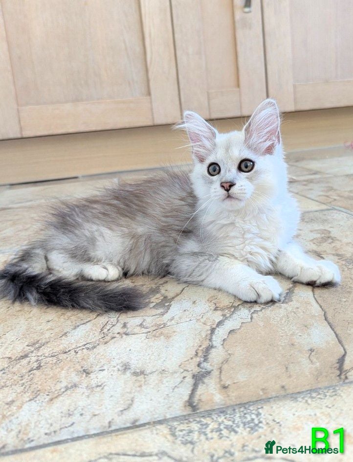 Maine Coon cats Shaded Maine Coon Kittens  - Advert 1