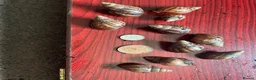 Snails invertebrates for sale: Giant African land snails size small J in Birmingham - Advert 3