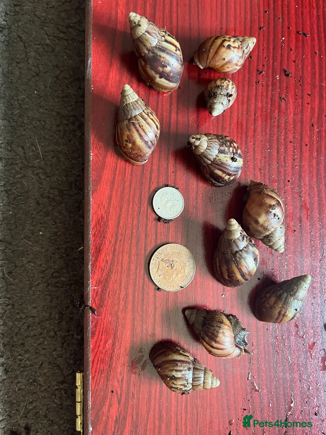 Snails invertebrates for sale: Giant African land snails size small J in Birmingham - Advert 3