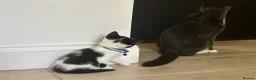 Mixed Breed cats for sale: beautiful shorthair/longhair kittens  - Advert 18