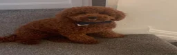 Cavapoo dogs for sale: F1B Cavapoo Puppies Looking For Forever Homes - Advert 13