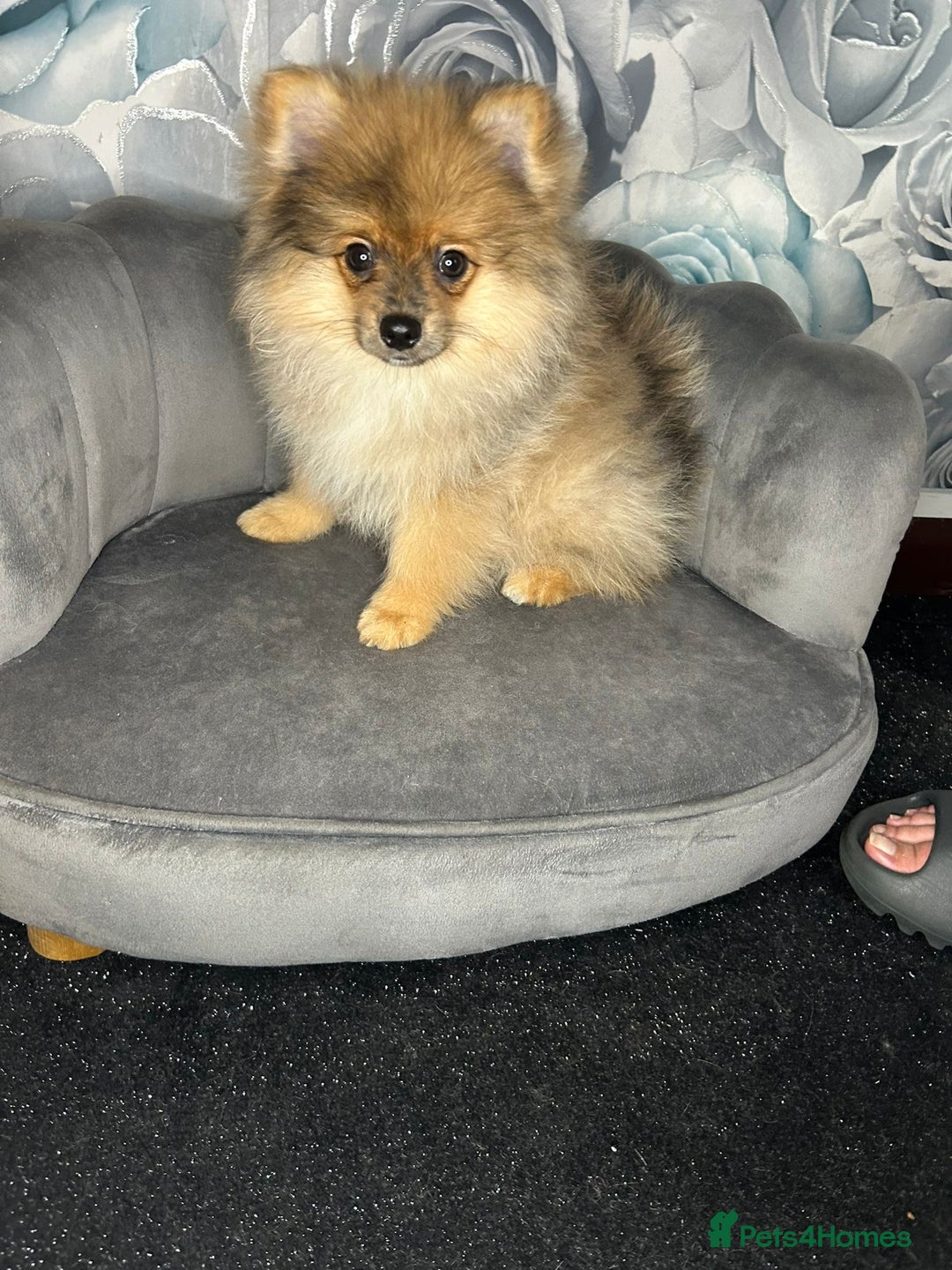 Pomeranian dogs for sale: Pomeranian puppies in Erith - Image 1