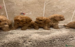 Mixed Breed dogs for sale: Toy poodle puppies  - Image 4
