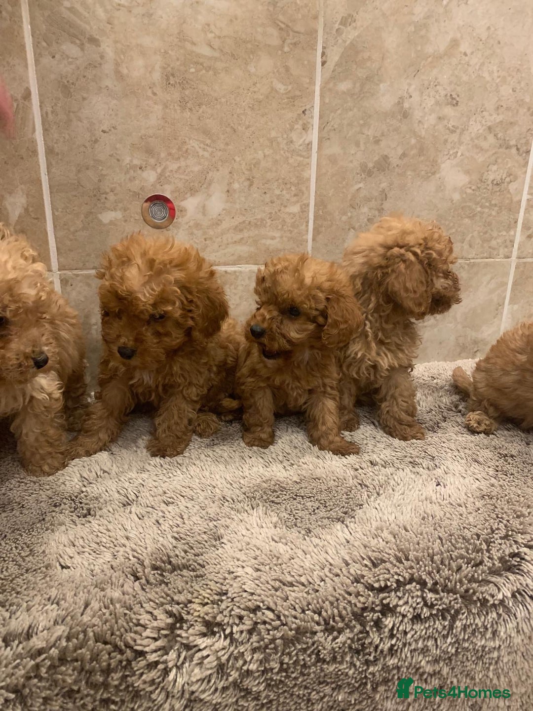 Mixed Breed dogs for sale: Toy poodle puppies  - Image 4