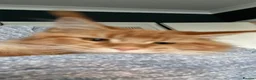 Maine Coon cats for sale: 2 Maine Coon Cats Seeking a Loving New Home - Advert 3
