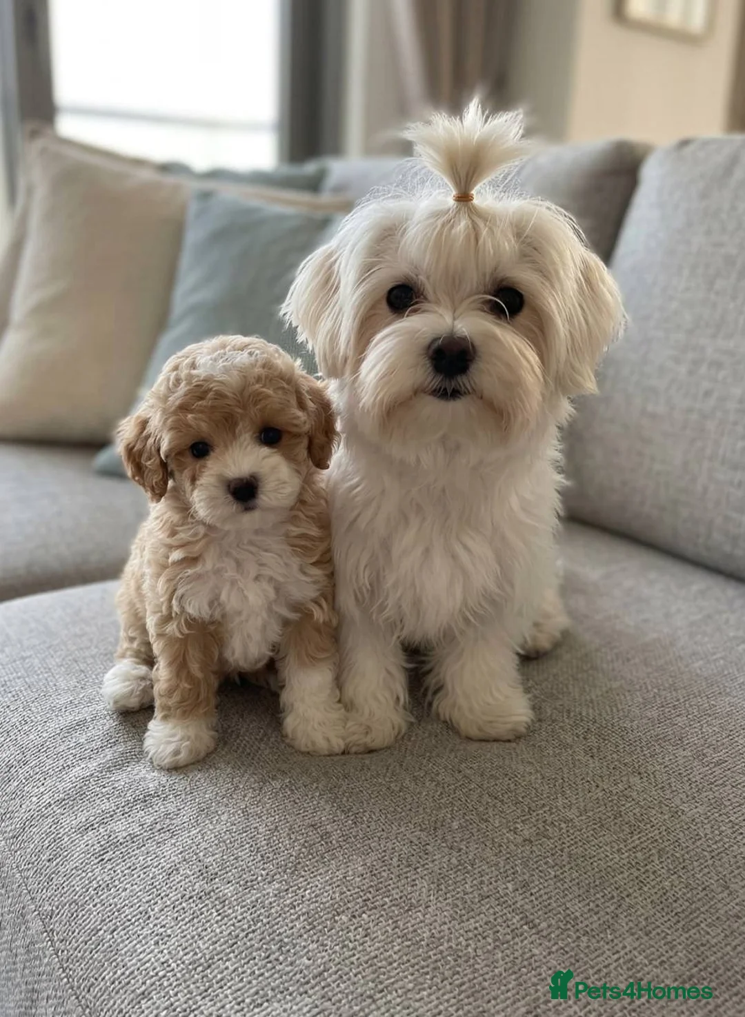 Maltipoo dogs for sale: Beautiful Maltipoo Girl–Ready for Her Forever Home in Bath - Advert 2