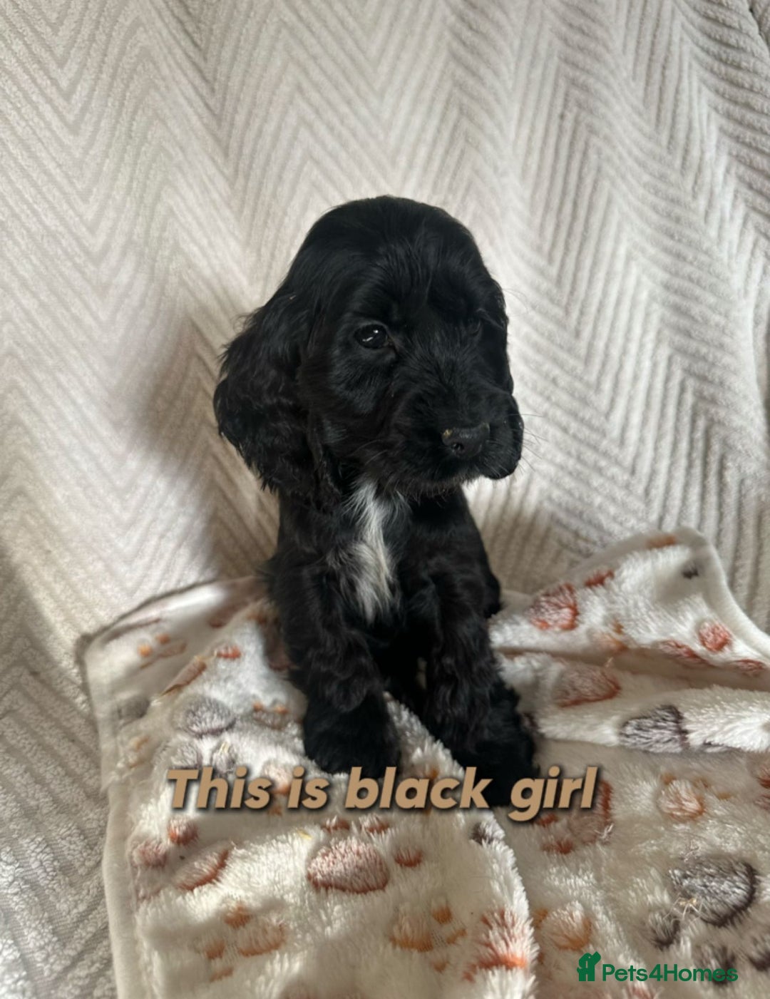 Cocker Spaniel dogs for sale: Show cocker Spaniel puppies ready to leave now - Advert 32