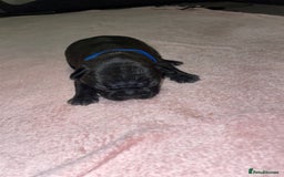 French Bulldog dogs for sale: 7 beautiful male French bull dog pups - Image 26