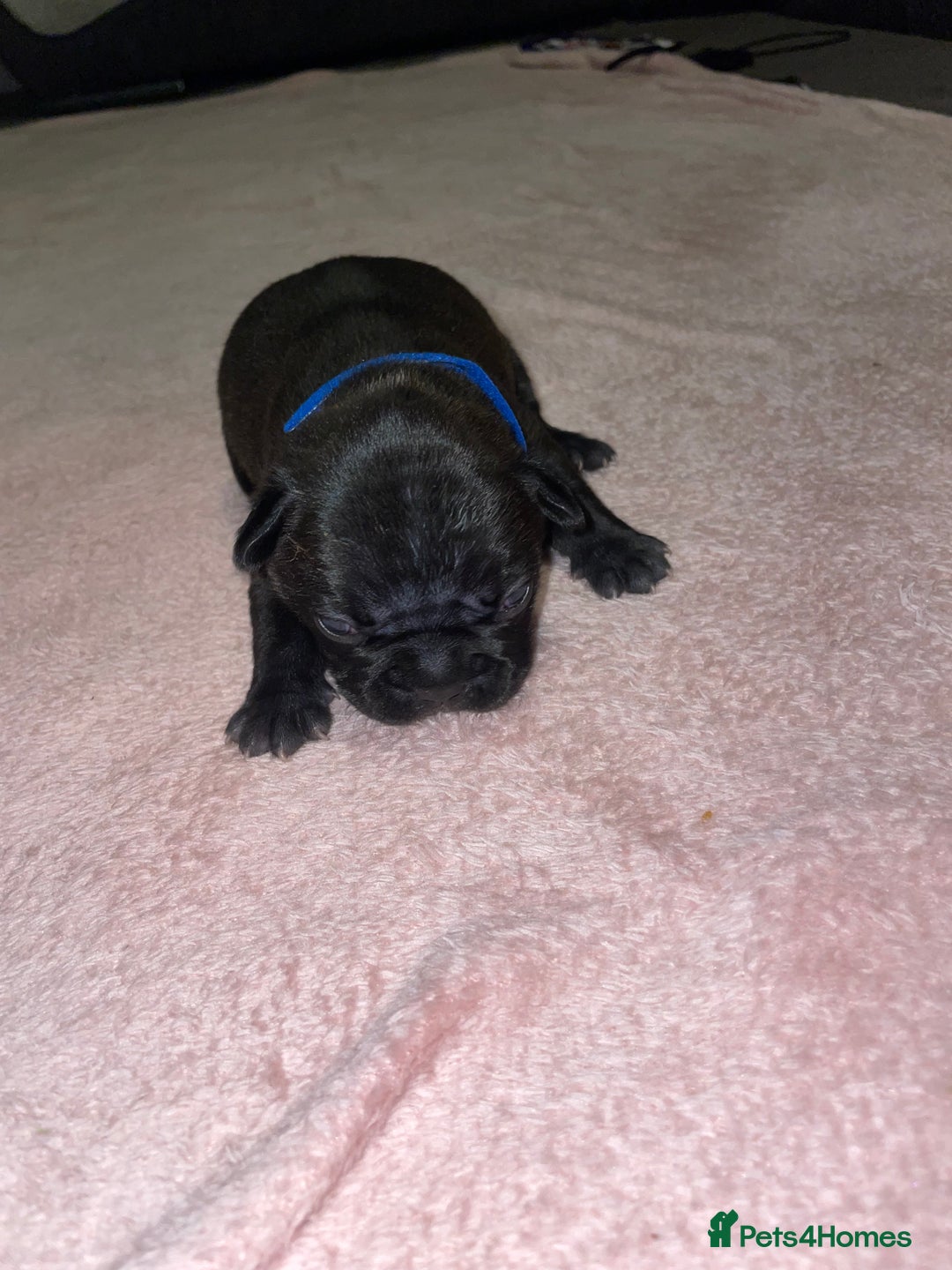 French Bulldog dogs for sale: 7 beautiful male French bull dog pups - Image 26