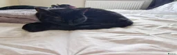 Mixed Breed cats for adoption: Luna needs a loving home  - Advert 4