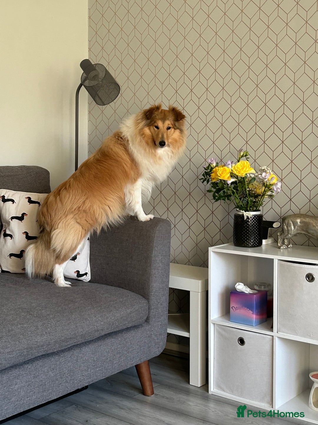 Shetland Sheepdog dogs for sale: Sable & white Male Shetland Sheepdog Puppy - Advert 11