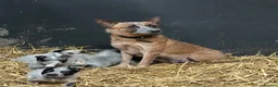 Australian Cattle Dog dogs for sale: Australian Cattle Dog Pups  - Advert 5