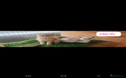 British Shorthair cats for sale: Adorable British Short hair kittens - Image 13