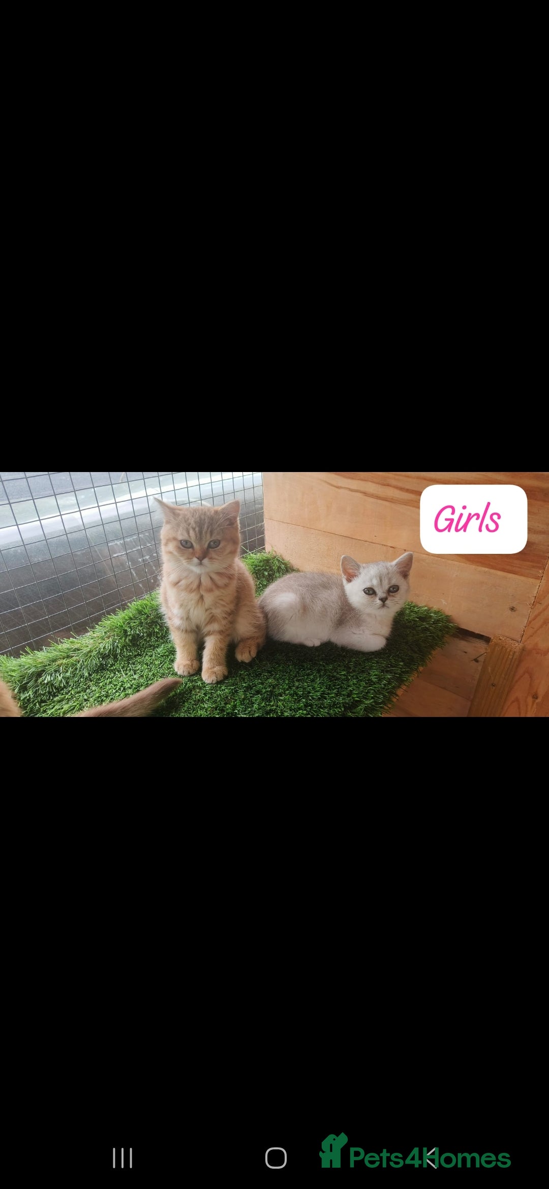 British Shorthair cats for sale: Adorable British Short hair kittens - Image 13