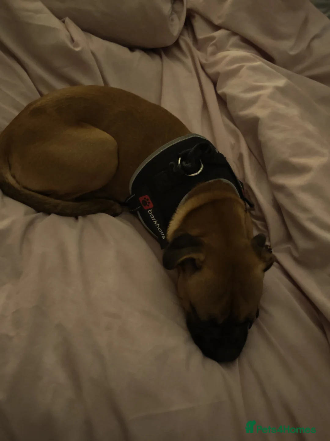 Mixed Breed dogs for sale: Pug Cross Staffy - Bonnie  - Advert 1