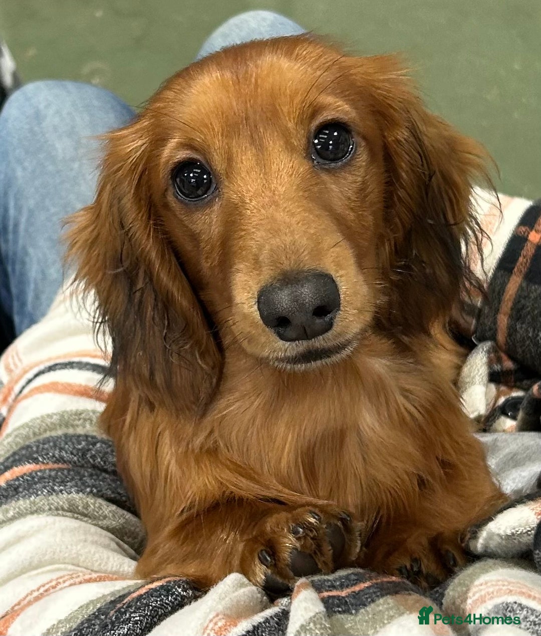Miniature Dachshund dogs for sale: Reduced, mini L/H £1300 - Image 13