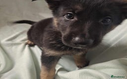German Shepherd dogs for sale: *Ready Now* Pure Bred German Shepherd Pups - Image 10