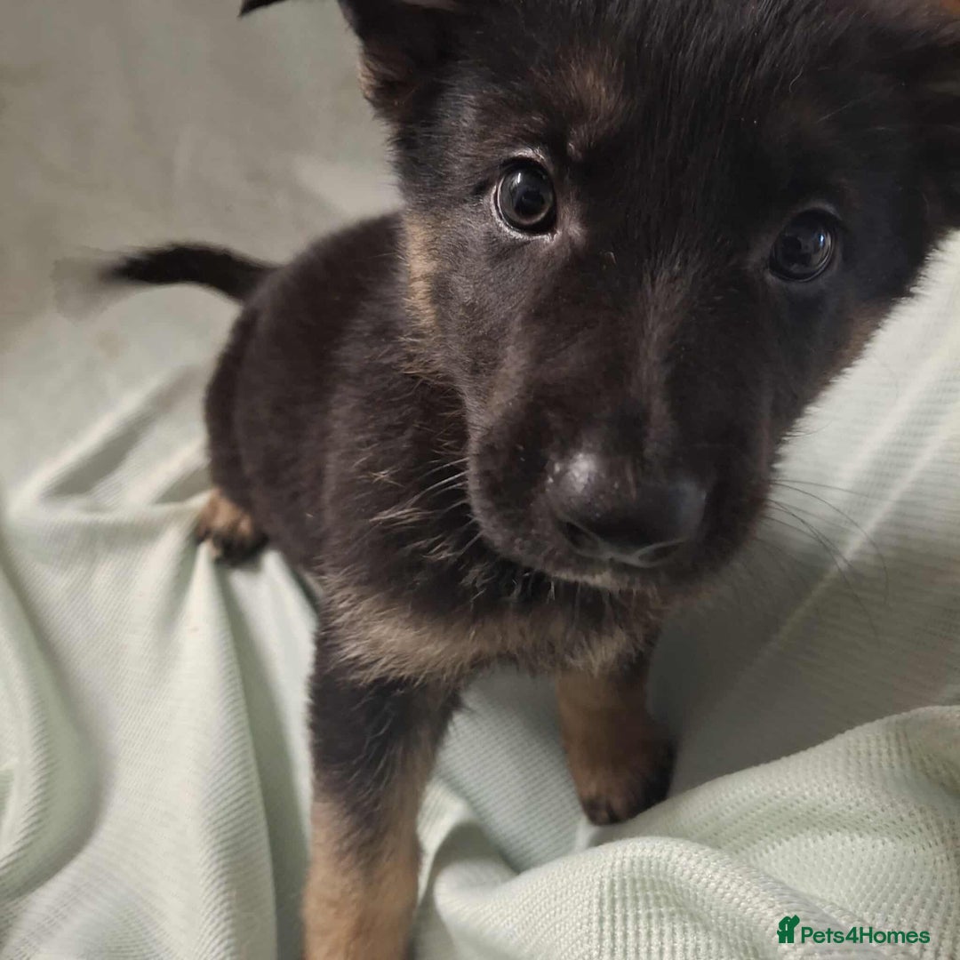 German Shepherd dogs for sale: *Ready Now* Pure Bred German Shepherd Pups - Image 10