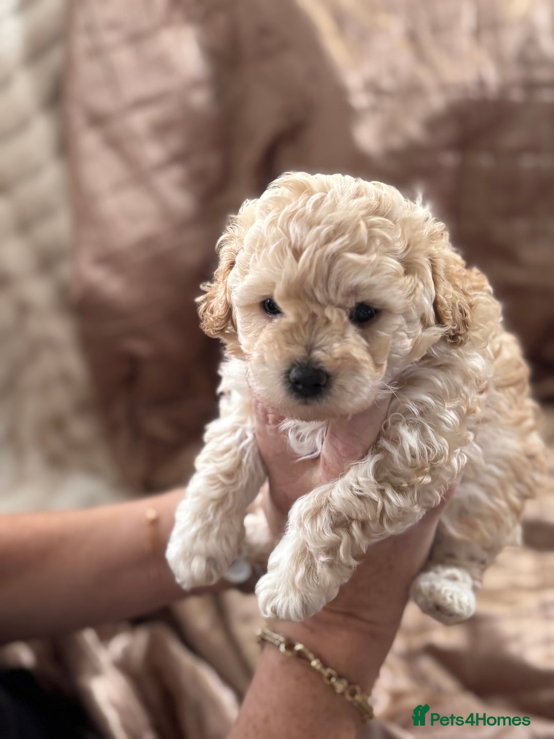 Poochon dogs for sale: Puppies for sale  - Advert 9