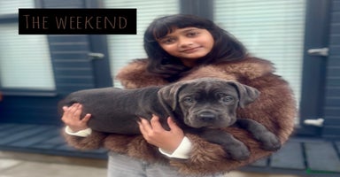 Mixed Breed dogs - Advert 7