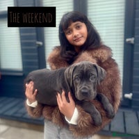 Mixed Breed dogs - Advert 2