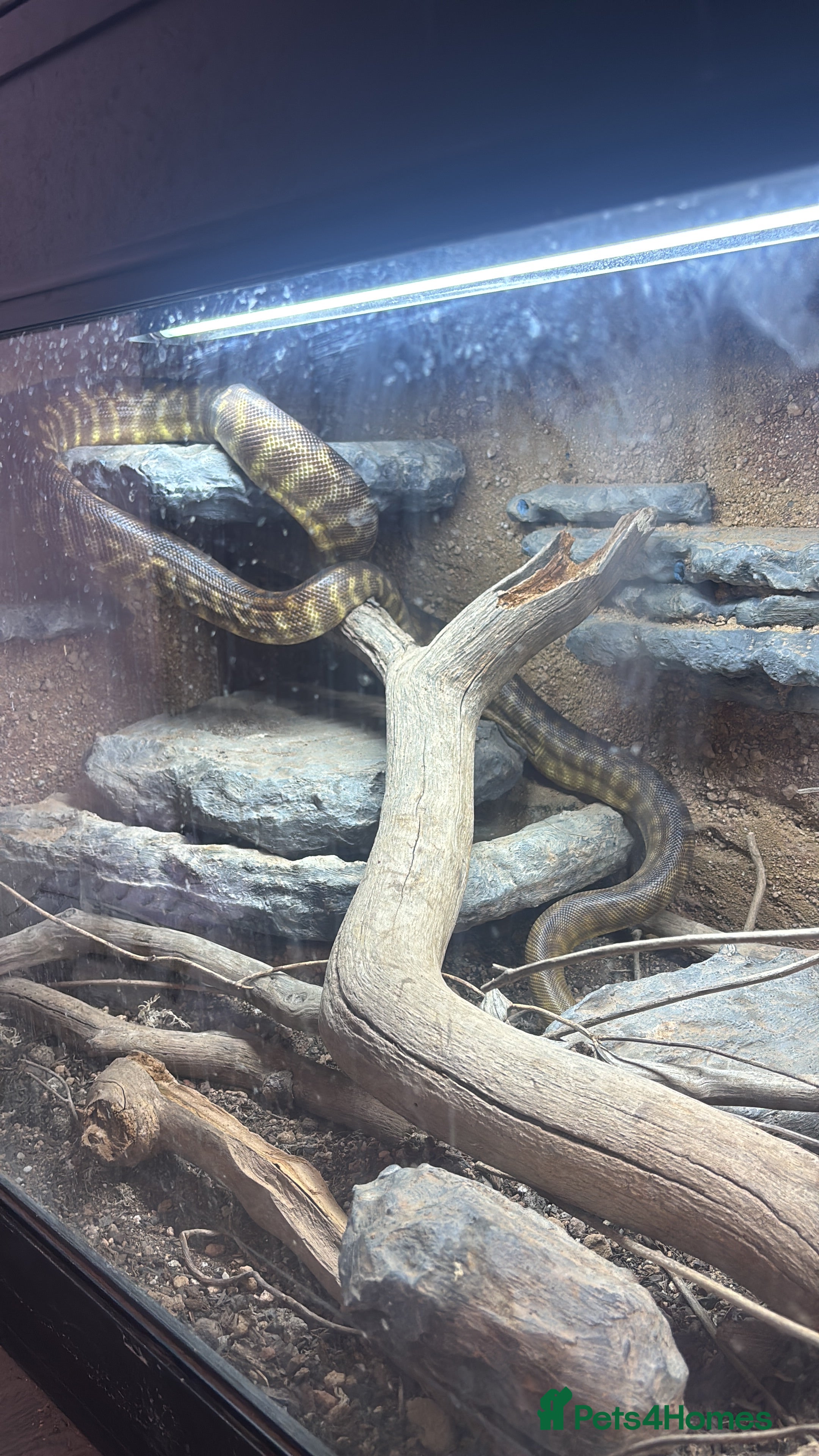 Mixed Breed reptiles Woma and super dwarf   - Advert 18