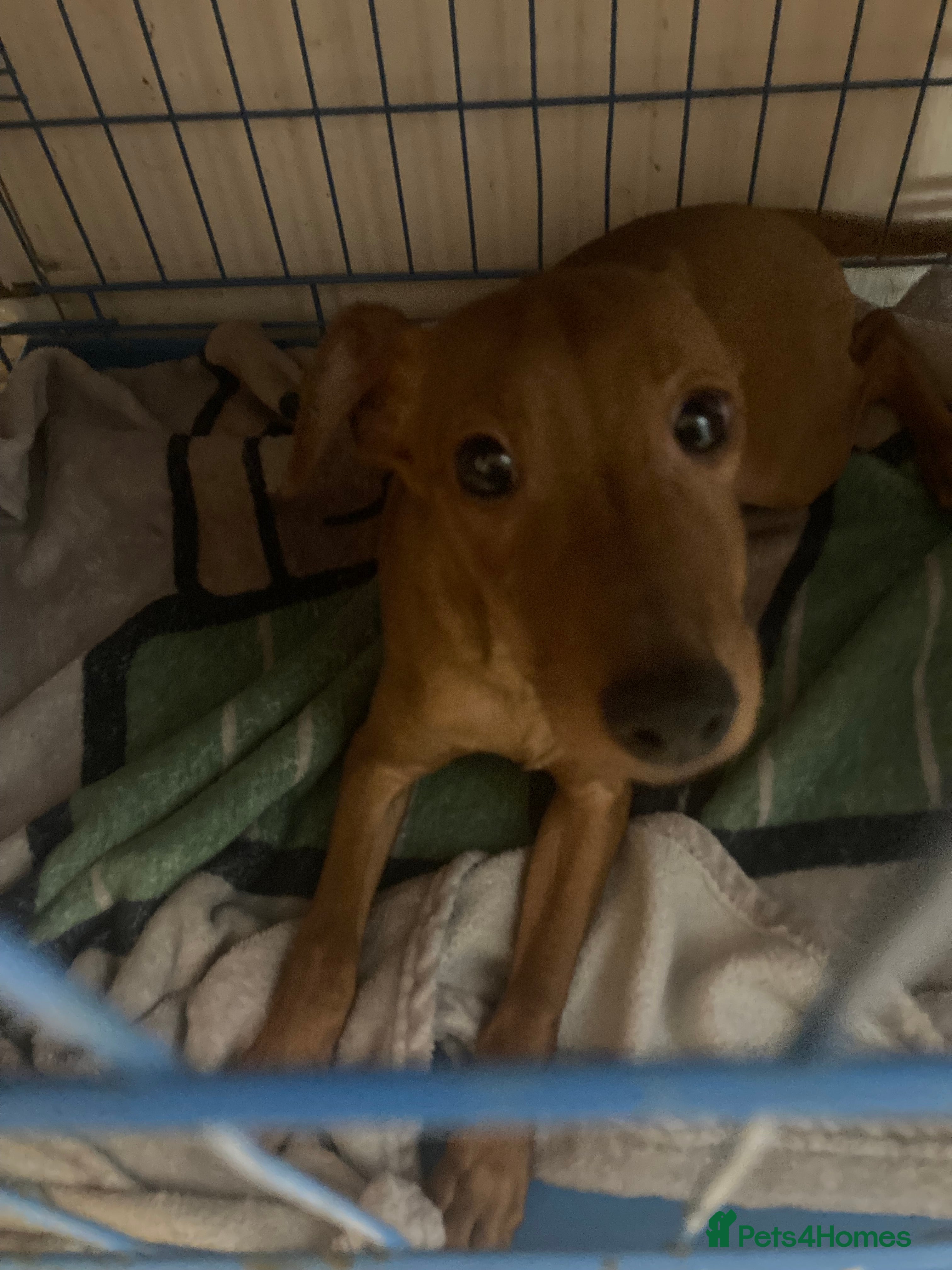 Miniature Pinscher dogs Miniature pinscher boy tan  - Advert 10