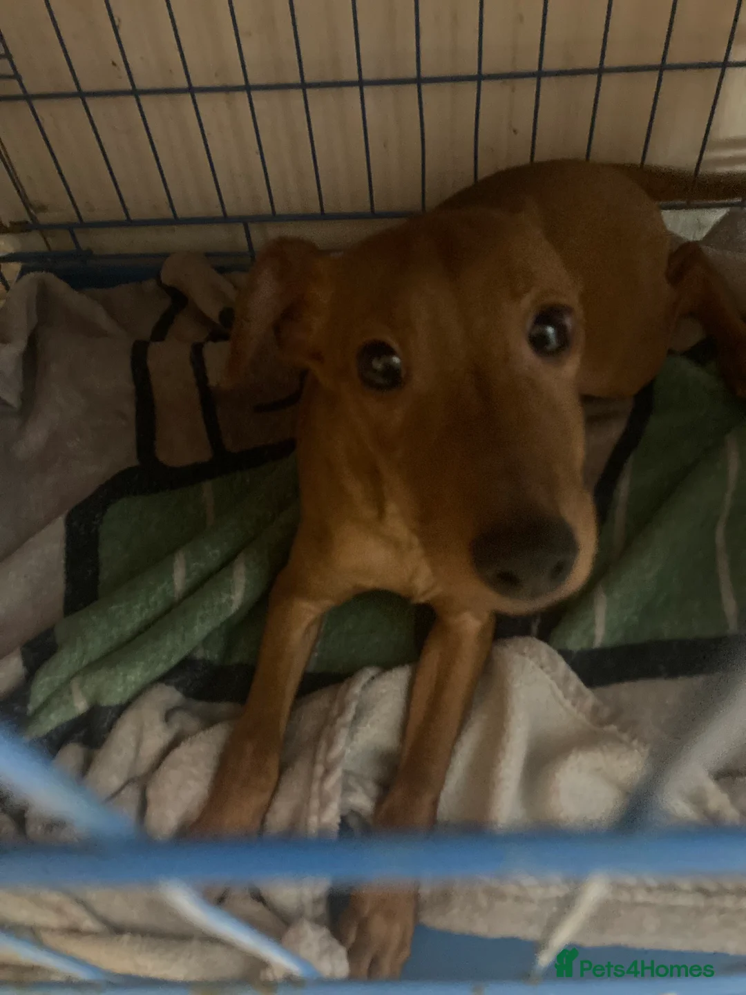 Miniature Pinscher dogs for sale: Miniature pinscher boy tan  - Advert 1