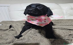 Labrador Retriever dogs for sale: 2boys / 4 girls  READY TODAY FOR FOREVER HOMES - Image 17