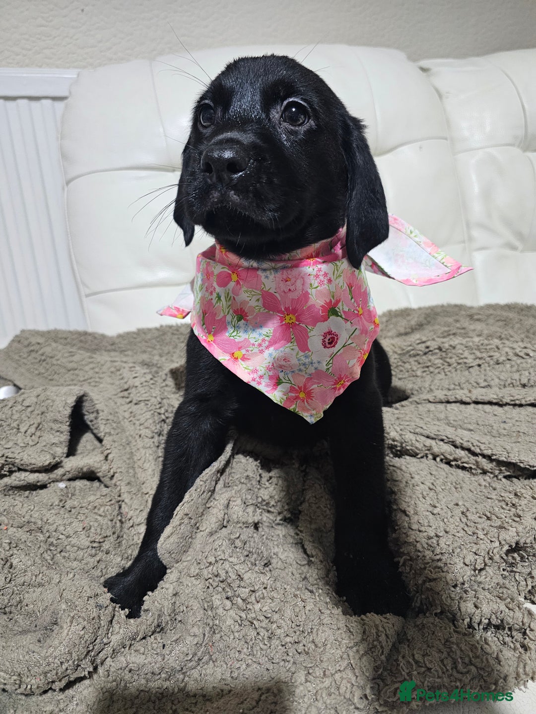 Labrador Retriever dogs for sale: 2boys / 4 girls  READY TODAY FOR FOREVER HOMES - Image 17