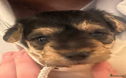 Mixed Breed dogs for sale: Adorable jackacavapoo puppies only 2 left  - Image 8