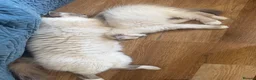 Birman cats for sale: Strong healthy Birman babies available  in Peacehaven - Advert 16