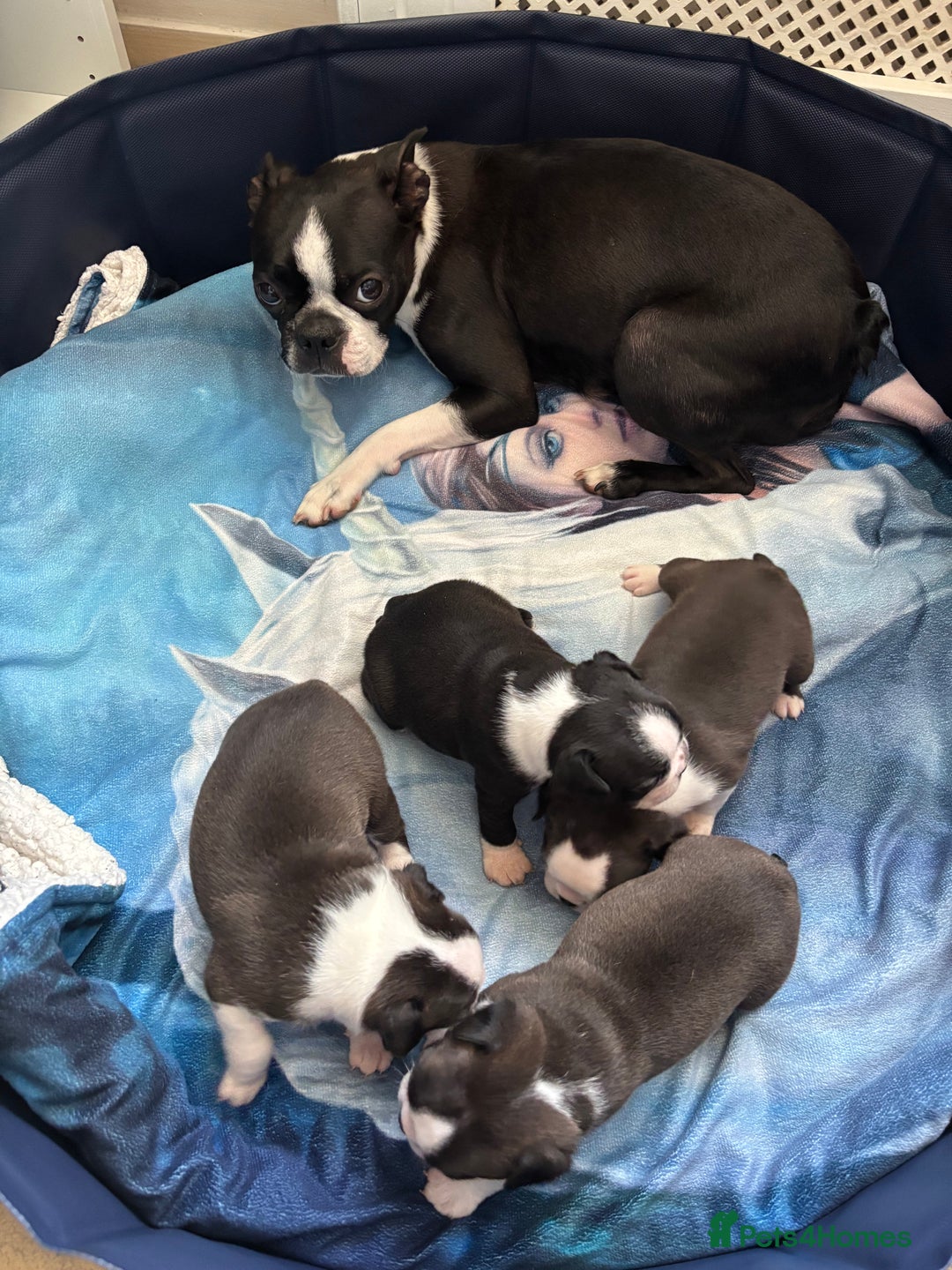 Boston Terrier dogs for sale: KC Registered 🐕❤️🏠 Puupy 🐕💙🏠Boston Terrier  - Image 3