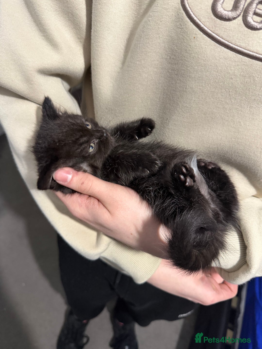 British Shorthair cats for sale: British shorthair babies - Advert 4