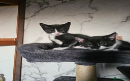 Mixed Breed cats for sale:  3 Adorable Kittens Ready for Their Forever Homes - Image 13