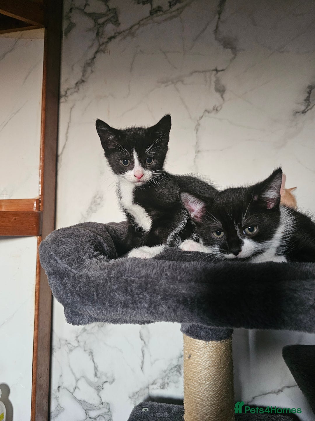 Mixed Breed cats for sale:  3 Adorable Kittens Ready for Their Forever Homes - Image 13