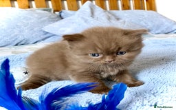 British Longhair cats for sale: Champion line kittens - Image 5