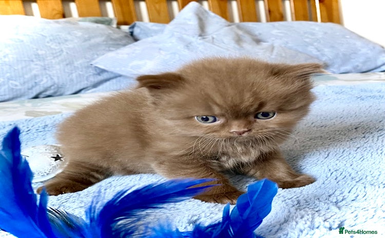 British Longhair cats - Advert 4