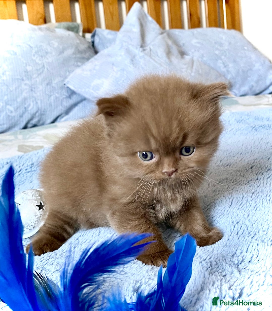 British Longhair cats for sale: Champion line kittens - Image 5
