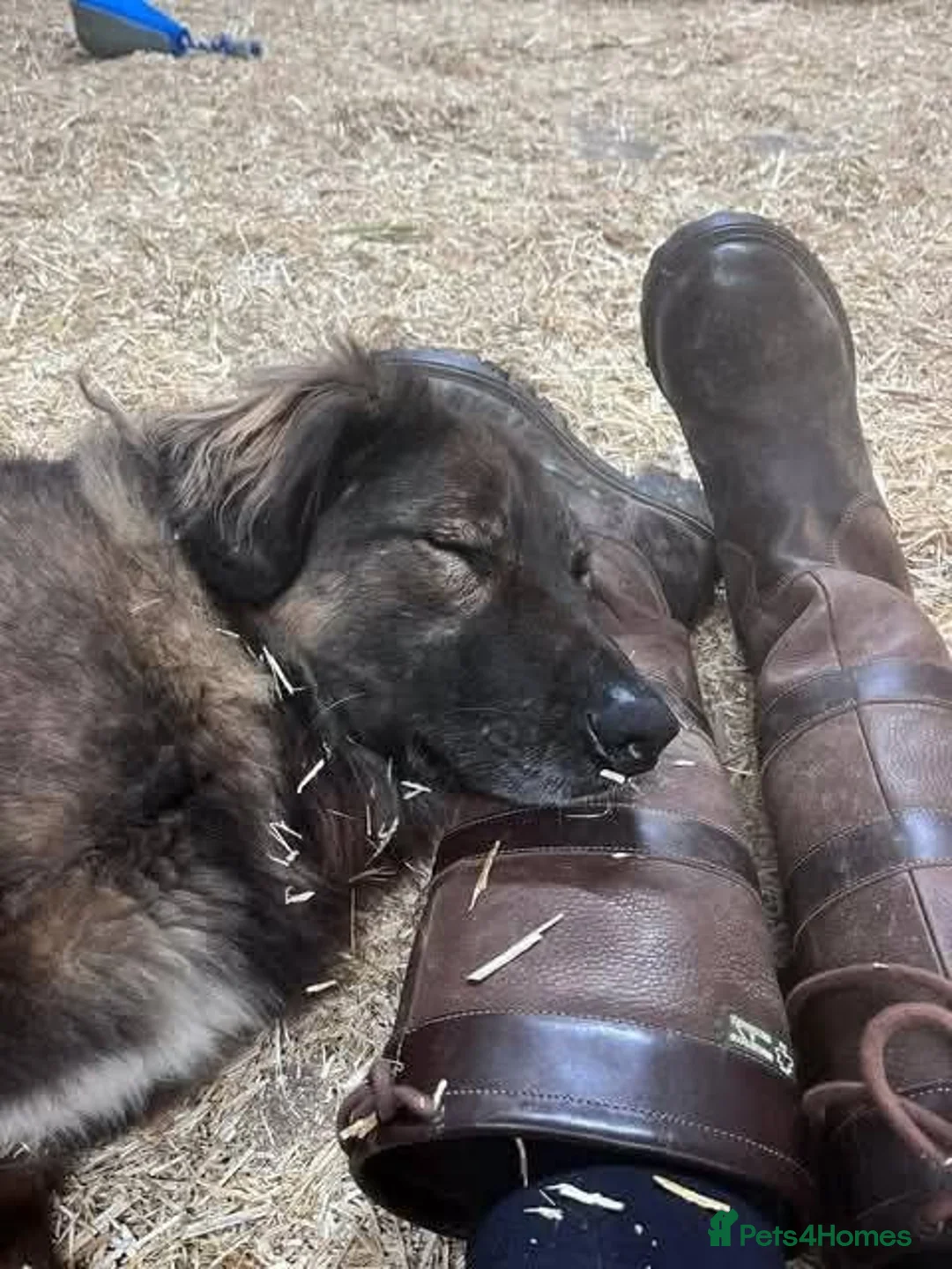 Mixed Breed dogs for adoption: Meet Lucky, currently residing in Cheshire  in Nantwich - Advert 9