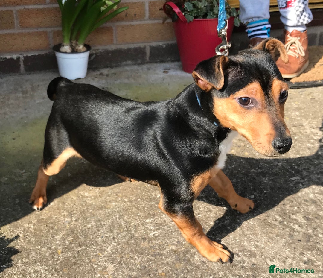 Jack Russell dogs for sale: Stunning Jack Russell pups  - Advert 7